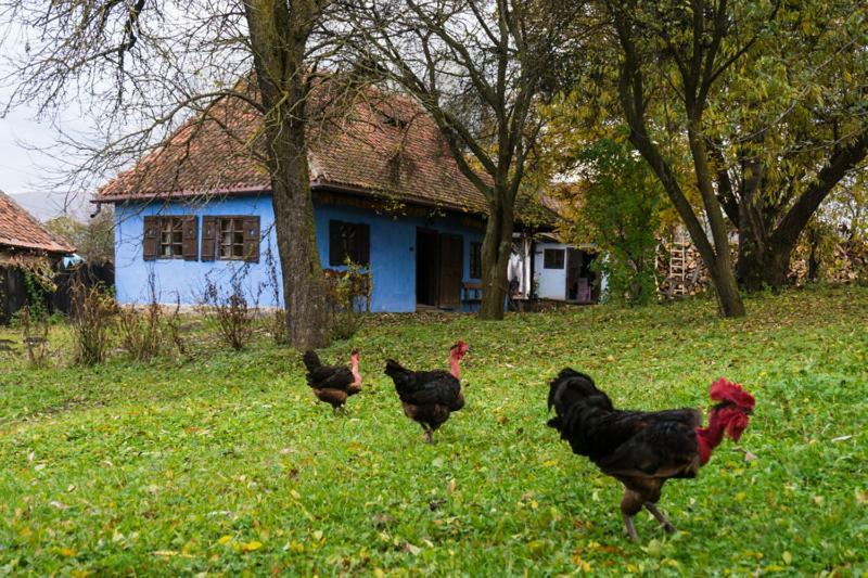 Count Kálnoky's Transylvanian Guesthouses Miclosoara Esterno foto